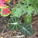 Alocasia Elephant Ear Seeds Taro 'Black Velvet' (Alocasia reginula) -20PCS/pack