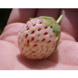 White Strawberry Seeds The Hottest Fruits in Japan 100PCS/pack