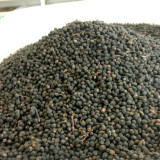 100 Pcs/Lot Indian Sandalwood Tree Seeds