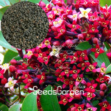 100 Pcs/Lot Indian Sandalwood Tree Seeds