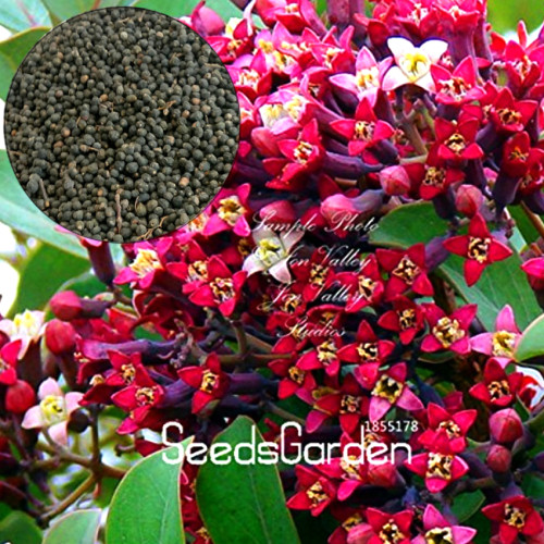 100 Pcs/Lot Indian Sandalwood Tree Seeds