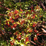 100 Pcs/Lot Indian Sandalwood Tree Seeds