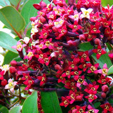 100 Pcs/Lot Indian Sandalwood Tree Seeds