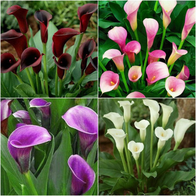 New Calla Lily Root Lilies Perennial Gardening Summer Flower 100+ Seeds