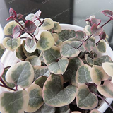 100 pcs Ceropegia Woodii Seeds