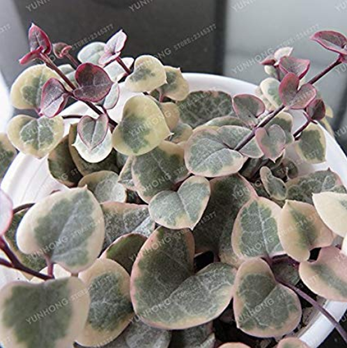 100 pcs Ceropegia Woodii Seeds