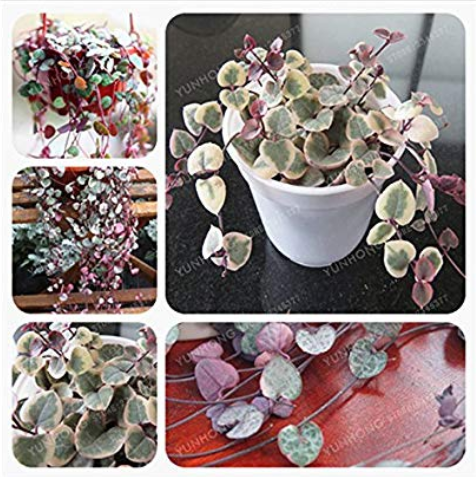 100 pcs Ceropegia Woodii Seeds