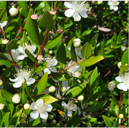 BELLFARM Myrtus communis seeds  DL375C