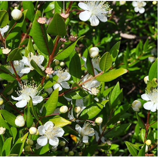 BELLFARM Myrtus communis seeds DL375C