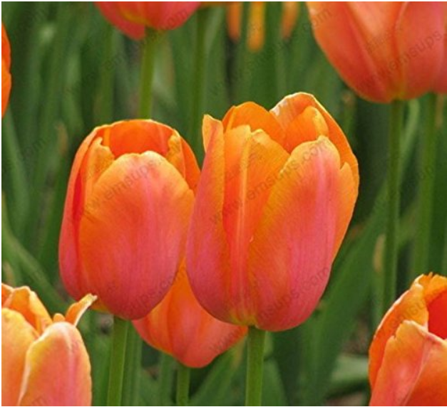 100pcs/bag Orange Tulip Seeds