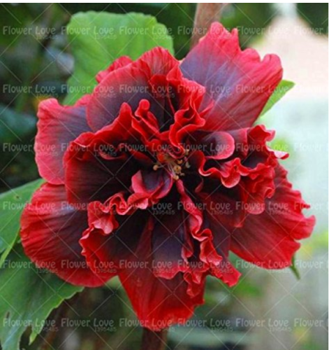 100PCS Giant Double Hibiscus Seeds