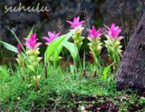 10 Pcs Thailand Curcuma Seeds, Siam Tulip Seeds