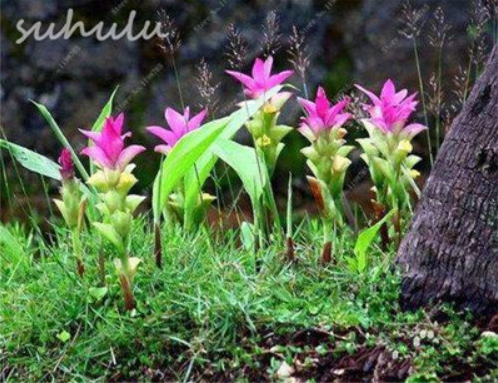 10 Pcs Thailand Curcuma Seeds, Siam Tulip Seeds