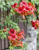 100 pcs Trumpet Creeper seeds