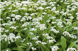 50 pcs Ramsons, Wild Garlic seeds