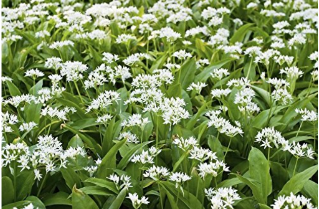 50 pcs Ramsons, Wild Garlic seeds