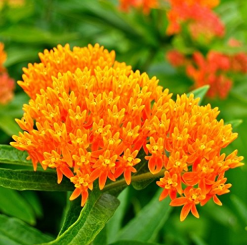 100PCS Caesalpinia pulcherrima Poinciana Peacock Flower Seeds red bird of paradise