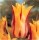 10PCS Tulip Bulbs (New Bulbs will Come in April, so tulip bulbs will be sent in April)