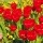 10PCS Tulip Bulbs (New Bulbs will Come in April, so tulip bulbs will be sent in April)