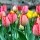 10PCS Tulip Bulbs (New Bulbs will Come in April, so tulip bulbs will be sent in April)