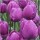 10PCS Tulip Bulbs (New Bulbs will Come in April, so tulip bulbs will be sent in April)