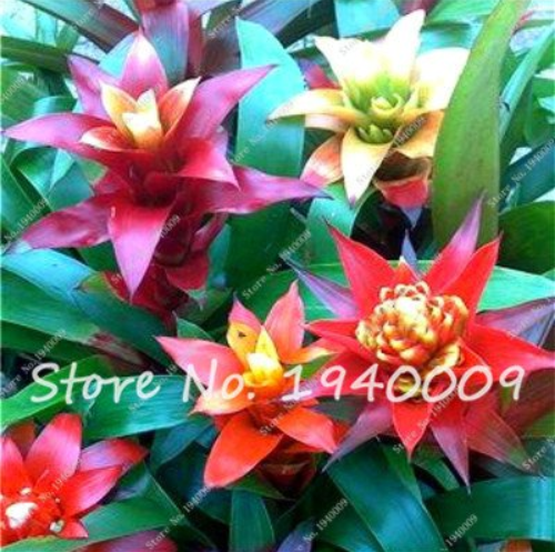 20 pcs/lot Cactus Bromeliad Seeds