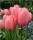 10PCS Tulip Bulbs (New Bulbs will Come in April, so tulip bulbs will be sent in April)