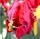 10PCS Tulip Bulbs (New Bulbs will Come in April, so tulip bulbs will be sent in April)