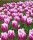 10PCS Tulip Bulbs (New Bulbs will Come in April, so tulip bulbs will be sent in April)