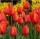 10PCS Tulip Bulbs (New Bulbs will Come in April, so tulip bulbs will be sent in April)