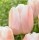 10PCS Tulip Bulbs (New Bulbs will Come in April, so tulip bulbs will be sent in April)