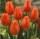 10PCS Tulip Bulbs (New Bulbs will Come in April, so tulip bulbs will be sent in April)