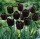 10PCS Tulip Bulbs (New Bulbs will Come in April, so tulip bulbs will be sent in April)