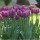 10PCS Tulip Bulbs (New Bulbs will Come in April, so tulip bulbs will be sent in April)