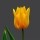 10PCS Tulip Bulbs (New Bulbs will Come in April, so tulip bulbs will be sent in April)