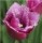 10PCS Tulip Bulbs (New Bulbs will Come in April, so tulip bulbs will be sent in April)