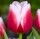 10PCS Tulip Bulbs (New Bulbs will Come in April, so tulip bulbs will be sent in April)