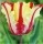 10PCS Tulip Bulbs (New Bulbs will Come in April, so tulip bulbs will be sent in April)