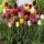 10PCS Tulip Bulbs (New Bulbs will Come in April, so tulip bulbs will be sent in April)