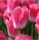 10PCS Tulip Bulbs (New Bulbs will Come in April, so tulip bulbs will be sent in April)
