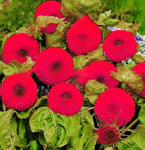 20PCS Thail Import Fiery Teddy Bear Sunflower Flower Seeds