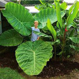Green Giant Taro seeds Indoor 20pcs