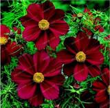 Heirloom New Rare Chocolate Cosmos Flower Seeds 100+