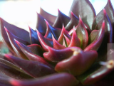 10 ECHEVERIA affinis black seeds