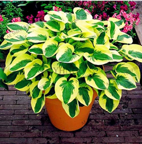150pcs/bag beautiful Hosta Plants Seeds