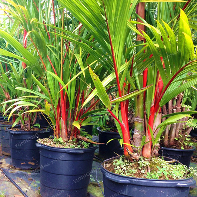 Lipstrick Palm Cyrtostachys seeds DL394C