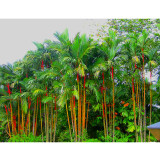 Lipstrick Palm Cyrtostachys seeds DL394C