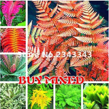 100pcs Garden Fern Seeds Rare Creeper Vines Grass Seed Mixed Rainbow Foliage Plants