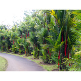 Lipstrick Palm Cyrtostachys seeds DL394C