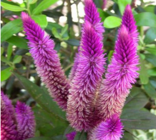 200 PCS / bag Purple Flamingo Cockscomb Seeds